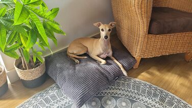 М'яке та затишне ліжко для собак 4L Textil ZOE, великі породи, 60x50 см, сірий (смужки), знімний чохол на блискавці