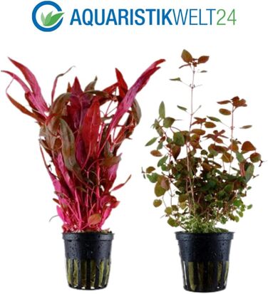 Набір з 5 акваріумних рослин для фону AquaOne: Murdannia, Ludwigia, Cyperus, Alternanthera, Ceratopteris