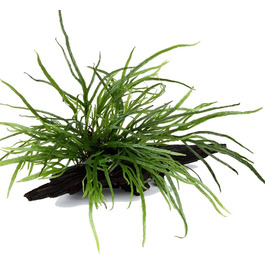 Акваріумна рослина Microsorum pteropus 'Trident' на корчі, водна рослина з кореневищем для акваріума