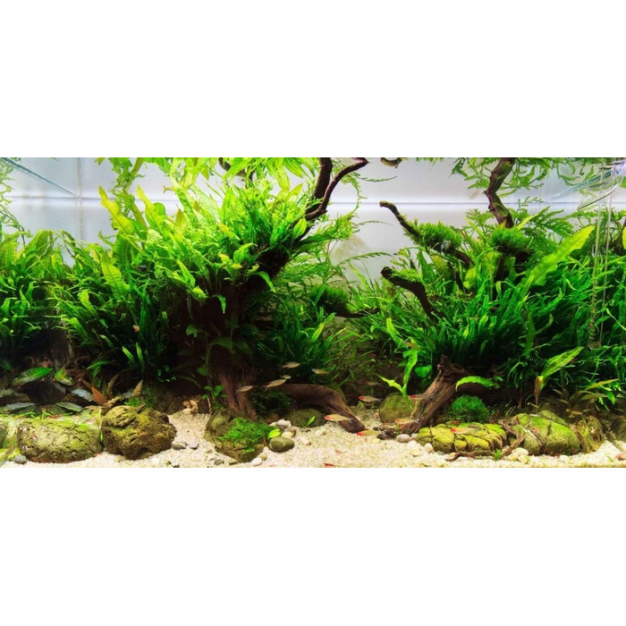 Комплект прямокутного акваріума Wiwal 30 л (40x25x30 см) з кришкою та обладнанням