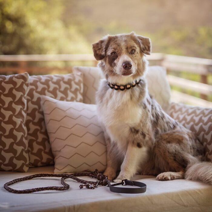 Нашийник для собак Ben&Bruno: міцний, ручної роботи, з паракорду, для собак малого, середнього та великого розміру, білий, розмір L