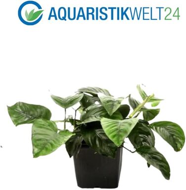 Набір акваріумних рослин AquaOne XL: ехінодорус, мікросорум, гігрофіла – 3 материнські рослини для акваріума