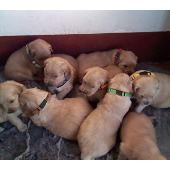 Нашийники для цуценят All4pet, м'який нейлон, 12 шт.