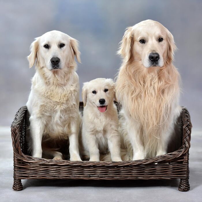 Корзина для собак та котів з плетіння лози з м'яким лежаком, коричнева (74x52x39 см)