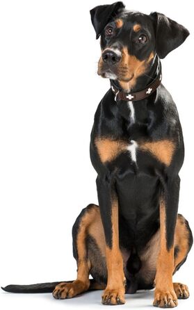 Нашийник для собак HUNTER SWISS, шкіряний, швейцарський хрест, коричневий/чорний, 60 см (M-L), преміум якість