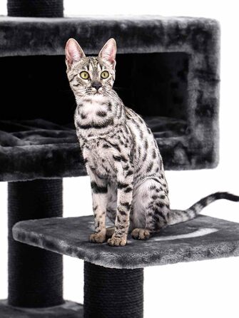 Дряпак для котів Petrebels Maine Coon, Estate, 170 см, XXL, чорний