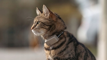 GPS-локатор для котів Tractive CAT Mini з моніторингом здоров'я, коричневий