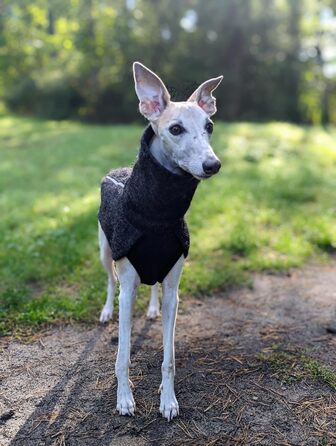 Теплий зимовий теплий для собак EDEL&SCHNELL: вовняна куртка з довгим коміром та світловідбиваючими елементами (45-50 см)