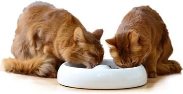 Керамічна миска для котів Lucky-Kitty XL, 27 см, для всіх порід та віку | Миска для корму котів, стійка до миття в посудомийній машині