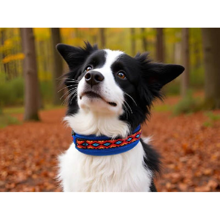 Нашийник для собак BUDDYPACK, широка та м'яка модель з неопреновим наповнювачем, розмір XXS-XL (кольоровий на синьому, XS/S (35-40 см))
