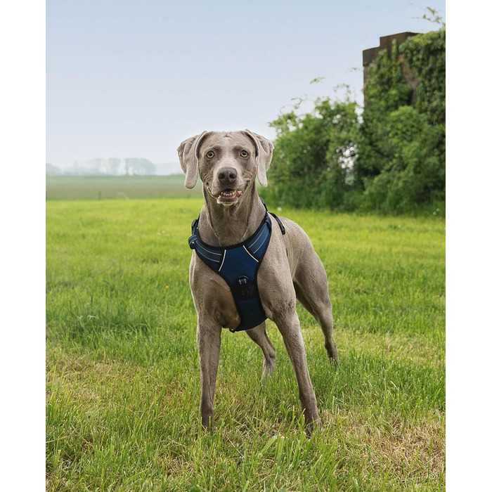 Шлейка для собак Ionto з відбиваючим матеріалом, синього кольору, розмір XL, з двома кільцями та 4 ремінцями, з Kick-застібками та гумовим руків'ям