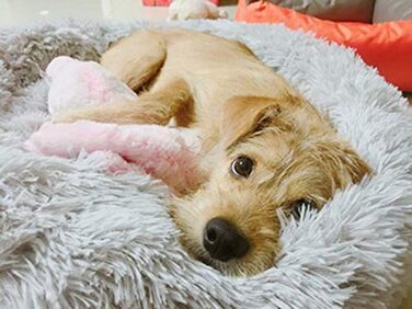 Кругле ліжко для собак та котів Segle, м'яке, з антиковзною основою, 70x70x20 см