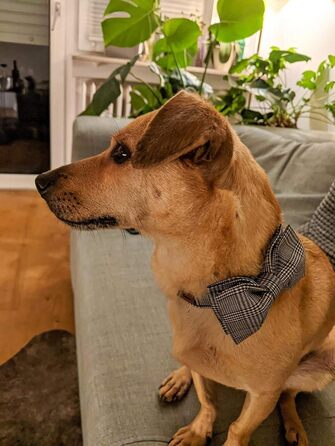 Елегантний нашийник для собак та котів з краваткою, стильний аксесуар для тварин, розміри S, M, L, XXS-XL