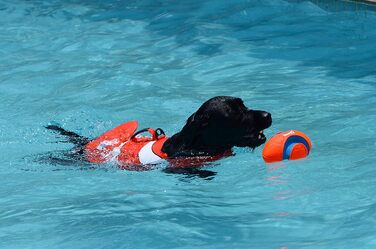 Жилет для плавання собак, жилет для початківців, регульована шлейка та рятувальний ручка (Hai, M)