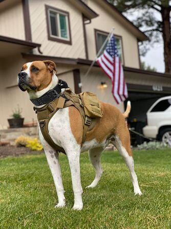 Тактичне обіднє нашийник для собак з ручкою та повідок, військовий нашийник. М'яка підкладка, нейлон, регульований, для середніх та великих собак XL, чорний P5