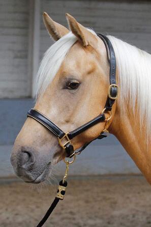 Шкіряний недоуздок Harry's Horse, чорний з сріблястою окантовкою, розмір cob
