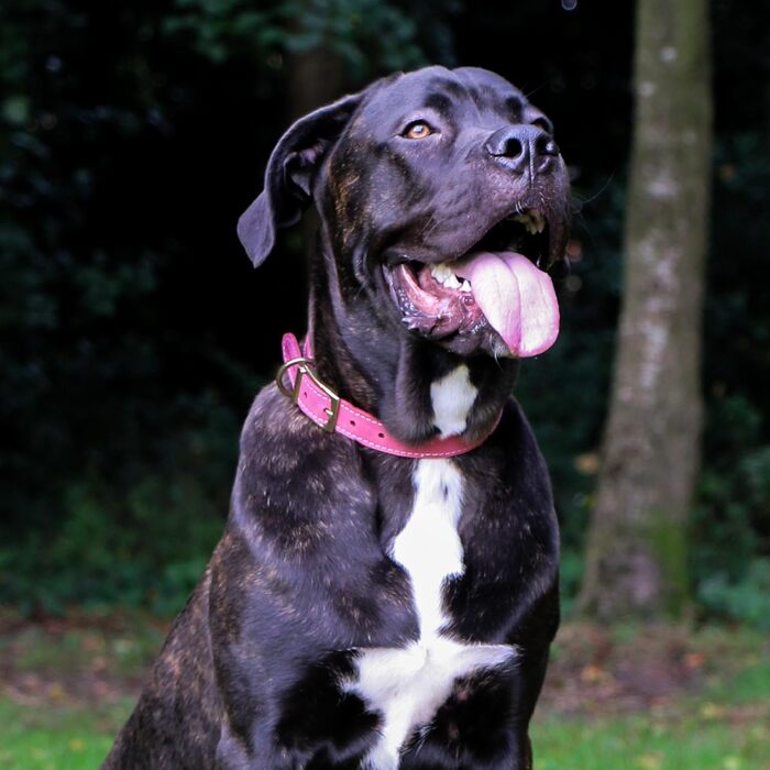 Нашийник для собак Ancol Timberwolf, шкіряний, кольору полуниці, 34-43 см