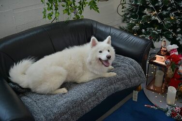 Підстилка для собак та котів Raikou з плюшевою подушкою, флісова, зручна та нековзна (100x70 см)