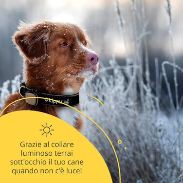Нашийник для собак Кіппі EVO, світловідбиваючий, для маленьких порід, м'який та зручний, розмір L