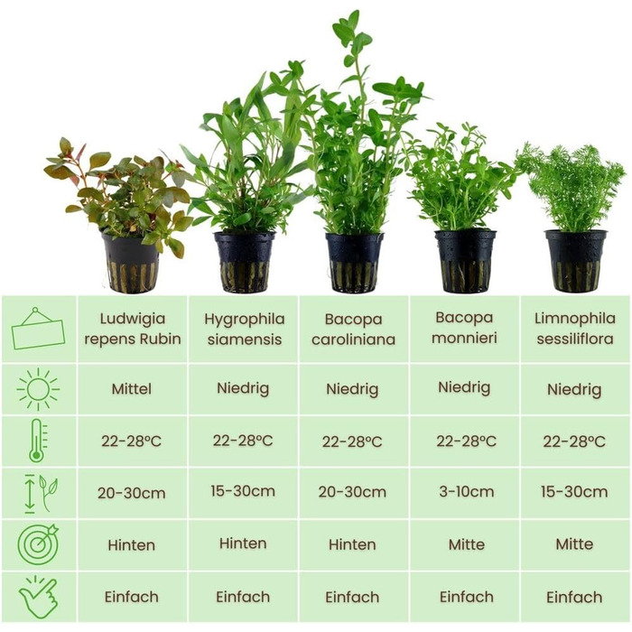Набір акваріумних рослин AquaOne 5 шт: швидкоростучі Bacopa, Hygrophila, Ludwigia, Limnophila та мохова куля, антиводорослевий ефект