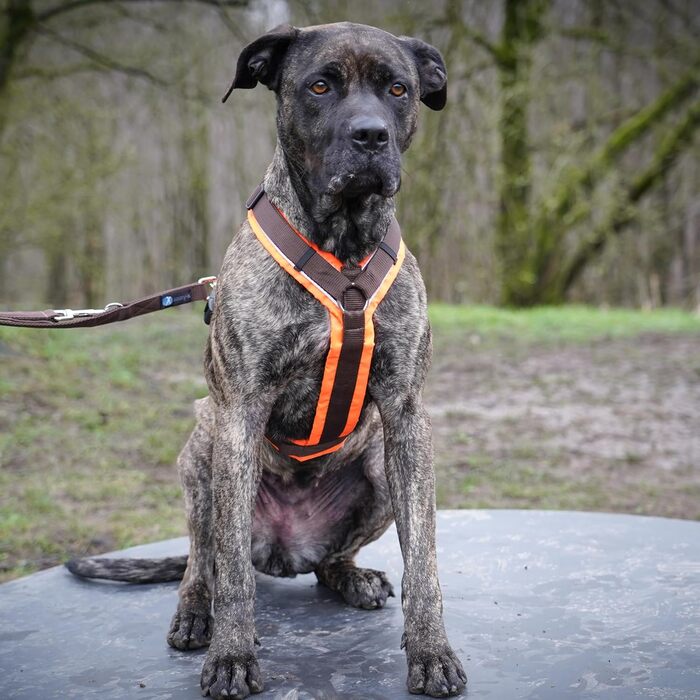 ANNYX Brustgeschirr Protect - жилет для грудей, захисний, помаранчево-коричневий, розмір L (XL)