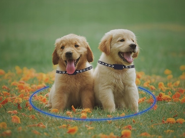 GPS-трекер для собак та котів: міні-нашийник для тварин без абонплати з додатком