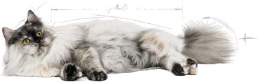 Корм для котів Royal Canin Hair & Skin для здоров'я шкіри та шерсті, 2 кг