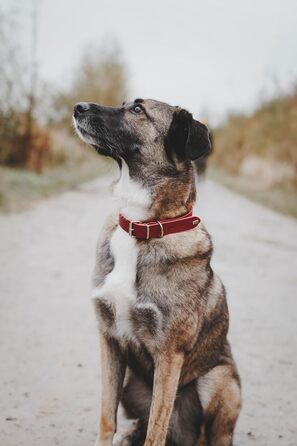 Льорочок для собак HUNTER Grenada з натуральної шкіри, червоний колір, ручної роботи, Німеччина. Підходить для тренувань та повсякденного використання, міцний, комфортний, елегантний дизайн, розмір XS, обхват 24-28 см