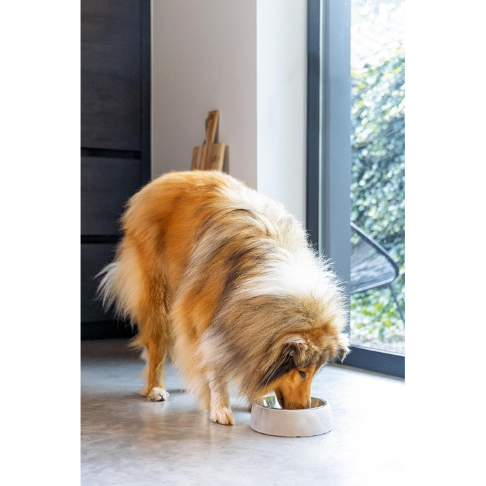 Миска для собак Lotte Riboco, кераміка, 16x16x5 см