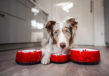 Миска для собак Elropet: маленькі та великі породи, миска для корму та води, нековзна, S 330 мл, червона