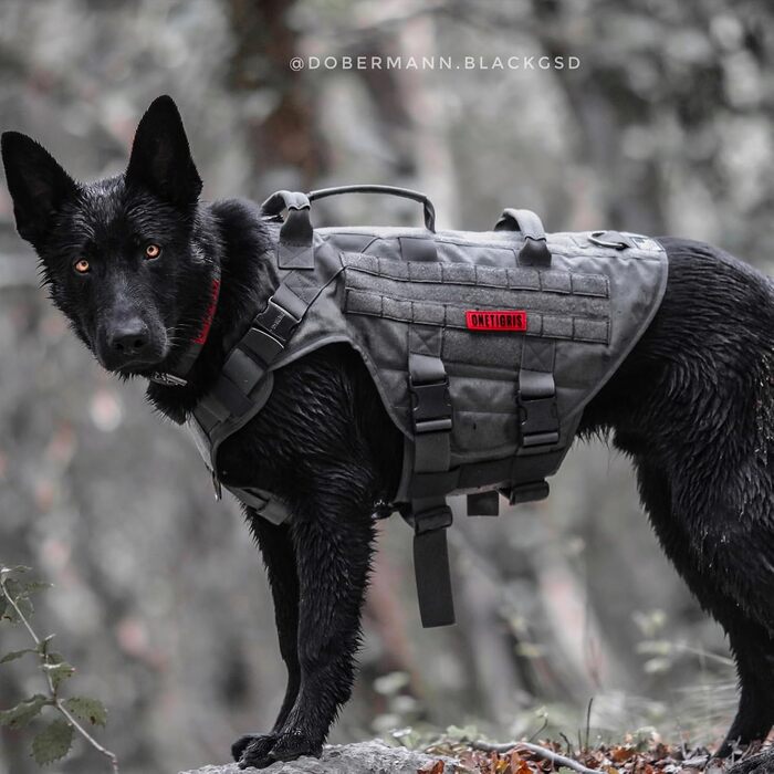 Тактична антизривна шлейка для собак OneTigris X Destroyer, регульована, з 3 ручками та 2 металевими пряжками, безпечна, сіра, розмір L