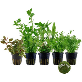Набір акваріумних рослин AquaOne 5 шт: швидкоростучі Bacopa, Hygrophila, Ludwigia, Limnophila та мохова куля, антиводорослевий ефект