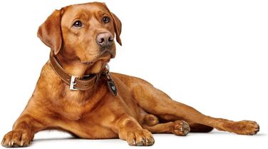 Нашийник для собак Hunter Tara, шкіряний, юхт-шкіра, міцний, стійкий до погодних умов, розмір M (55 см), колір коньяк/темно-коричневий