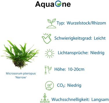 Набір акваріумних рослин AquaOne: 3 шт. на корчі, Microsorum pteropus Jafarn Narrow Trident, середні водні рослини для акваріума