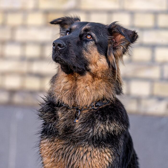 Ланцюжок для собак Sprenger, нержавіюча сталь, 4 мм, регульований, чорний, 74 см
