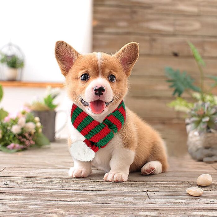 Шарф для кота та собаки на Новий Рік, костюм, червоний, для прикрашання, одяг для домашніх тварин, костюм на Новий Рік, червоно-зелений, середній, розмір M