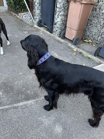 Широкий нашийник для собак 4 см, м'яка підкладка, регульований стопор, комфортний та легкий Martingale, подарунок для собаки (до 48 см обхвату шиї, 54 см обхвату голови з урахуванням 6 см стопора)