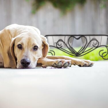 Набір мисок для собак Relaxdays з підставкою: 2 миски з нержавіючої сталі, 800 мл (чорний/сріблястий)