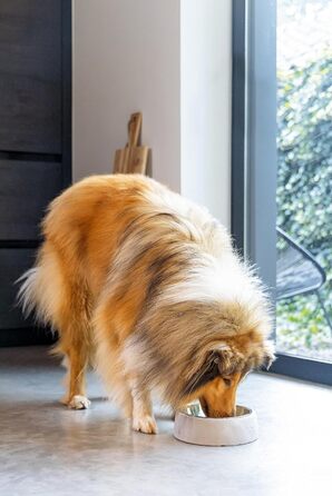 Миска для собак Lotte Riboco, кераміка, 16x16x5 см