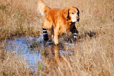 Чоботи для будь-якої погоди, Неопрен, захист лап, з відбиваючими ременями, 5 розмірів (багатобарвні, розмір M)