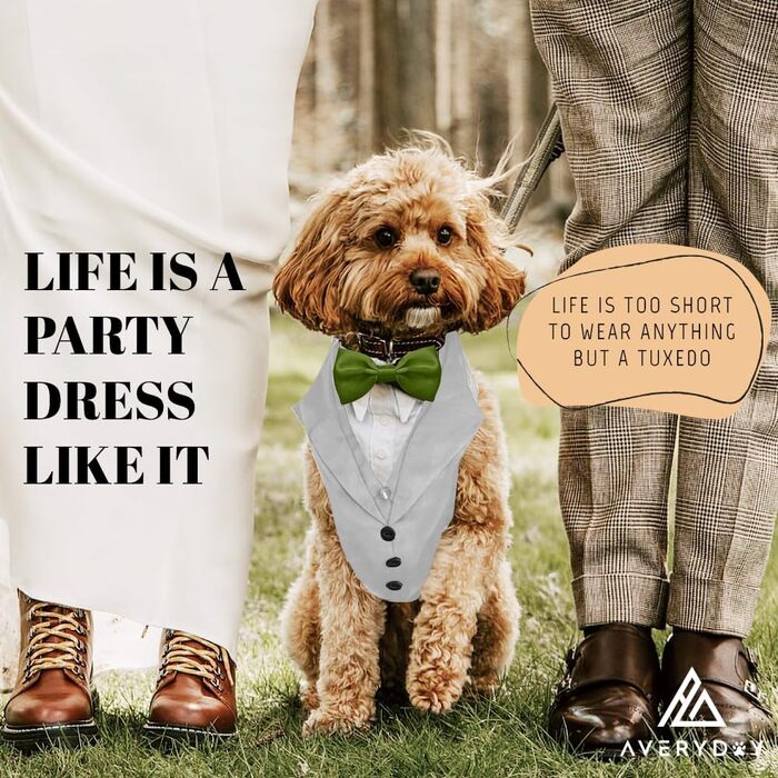 Smoking для собак: елегантний костюм для собак середніх та великих порід. Ідеальний для вечірок, свят, косплею. Сірий smoking з зеленою краваткою, розмір M (обхват грудей 48-66 см).