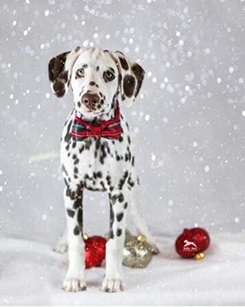 Нашийник для собак Unique Style з бантиком, регульований, для собак та котів, червоний, XXS-XL