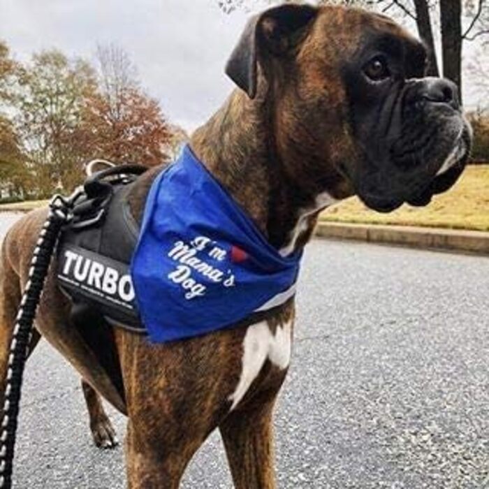 Шлейка Julius K-9 IDC Powergeschirre Anthrazitgrau з індивідуальним написом, для собак маленьких, середніх та великих порід, 16IDC+CUSTOMP-ANT