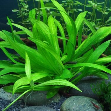 Водяна рослина для акваріума Helanthium 'Quadricostatus', 3 шт, акваріумна рослина-розетка, повністю вкорінена, легка у догляді, для акваскейпінгу, декор