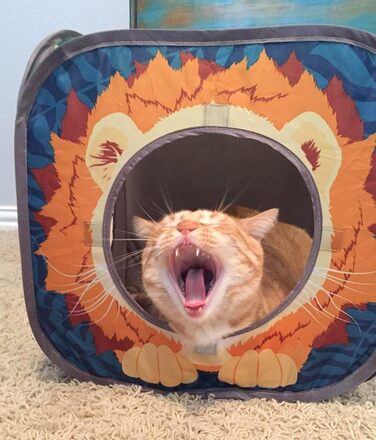 Ігровий комплекс для котів Kitty City Jungle Cat Cube – складаний куб, тунель, ліжко, іграшка для котів
