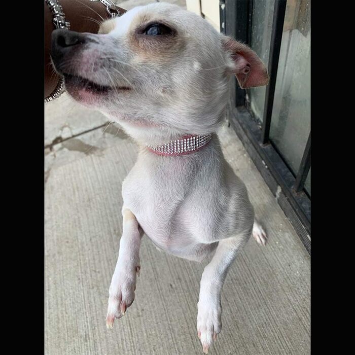 Нашийник та поводок для собак ETOPARS з паєтками та кристалами, рожевий (XS2)