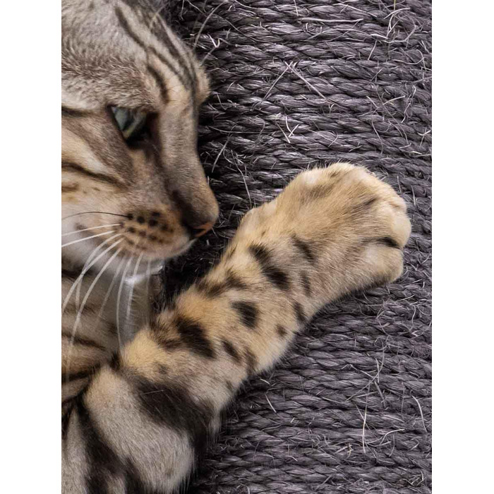 Дряпка для котів Petrebels Maine, 90 см, з міцною основою та сизалевим стовпчиком, 40 x 40 x 90 см, колір off-white