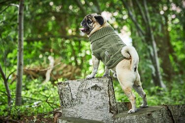 Вольтерс: светр з в'язаним візерунком для мопсів та компанії, розмір 30 см, колір оливковий