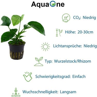 Набір анубіасів для акваріума — 4 шт. Anubias caladiifolia, angustifolia, barteri, nana для цихлідника та рослинного акваріума
