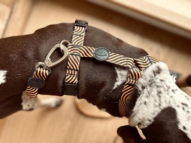 Шлейка для собак ORSO® H-подібна, 5-точкове регулювання, для собак малого та середнього розміру, жовтогарячий/чорний колір, розмір XL